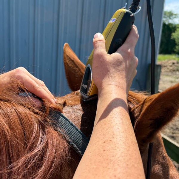 How to Clip a Bridle Path